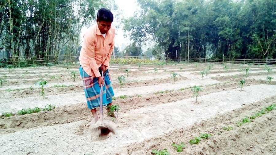 একই জমিতে পেঁপে   ও আলু চাষ