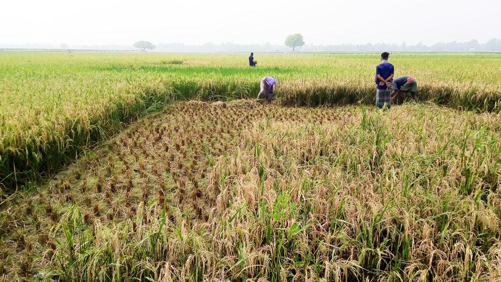 বোরোতে ব্লাস্ট রোগের হানা