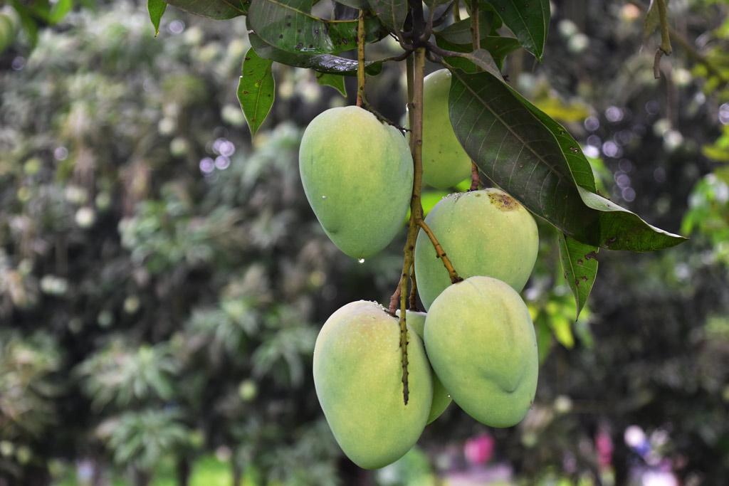 মুর্মূ, মোদি ও সোনিয়াকে শেখ হাসিনার আম উপহার