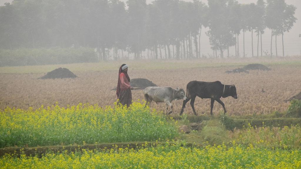 গুঁড়ি গুঁড়ি বৃষ্টিতে রাজশাহীতে বেড়েছে তাপমাত্রা