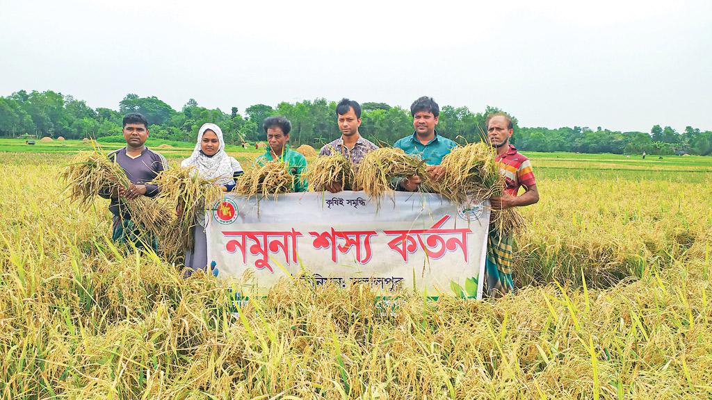 প্রতি হেক্টরে বাংলামতি ধান ৫০-এর ফলন  ৭ টন