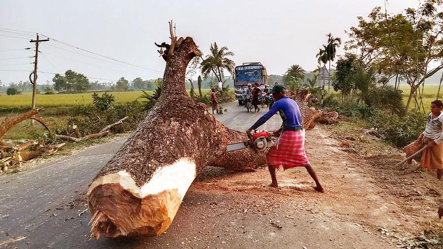 শিকড় উপড়ে কাটা হচ্ছে গাছ, ঝুঁকিতে মূল সড়ক