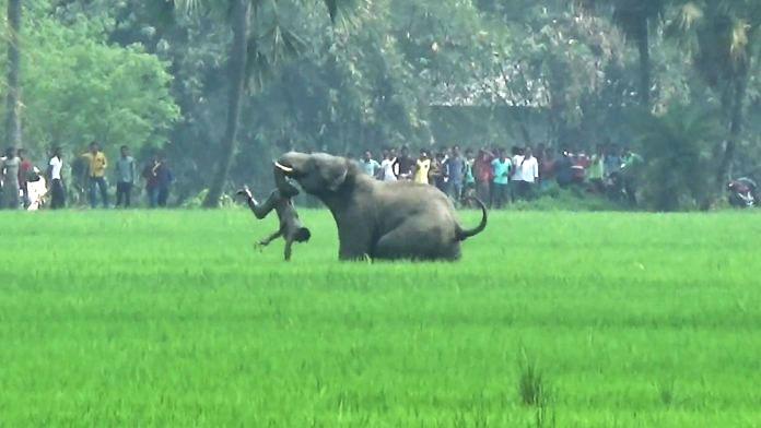 যে দেশে হাতির আক্রমণে বছরে ৫০০ মানুষের প্রাণ যায়