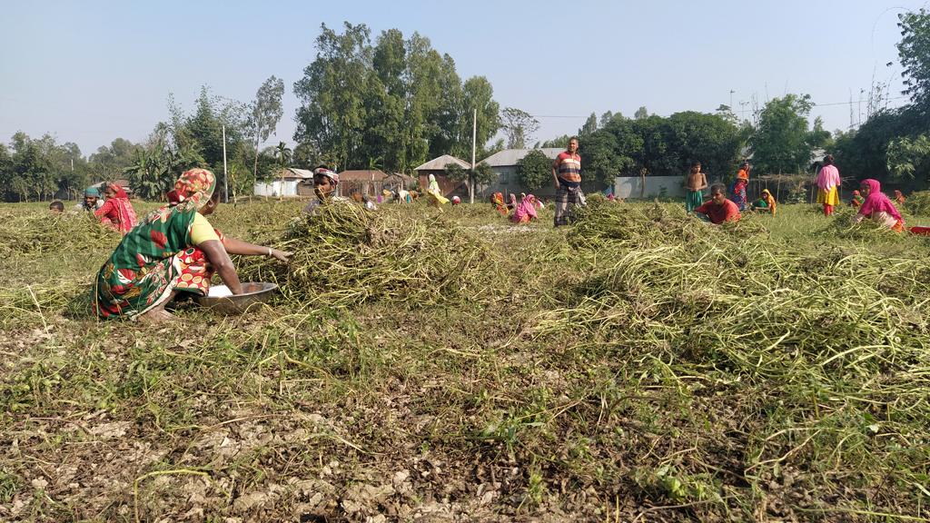 বাদামে হাসি কৃষকের