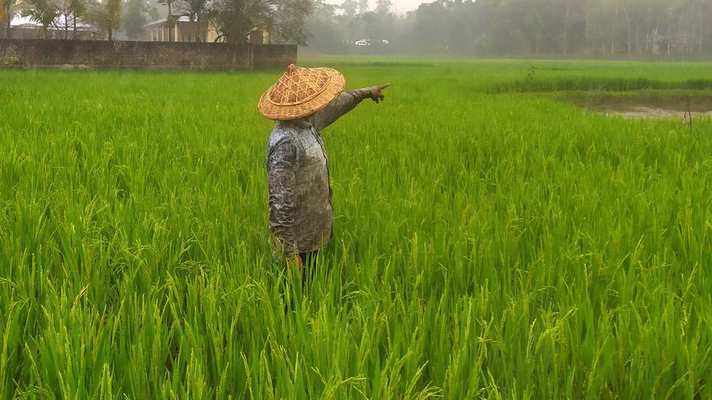 স্বস্তির বৃষ্টিতে বোরো চাষির মুখে হাসি