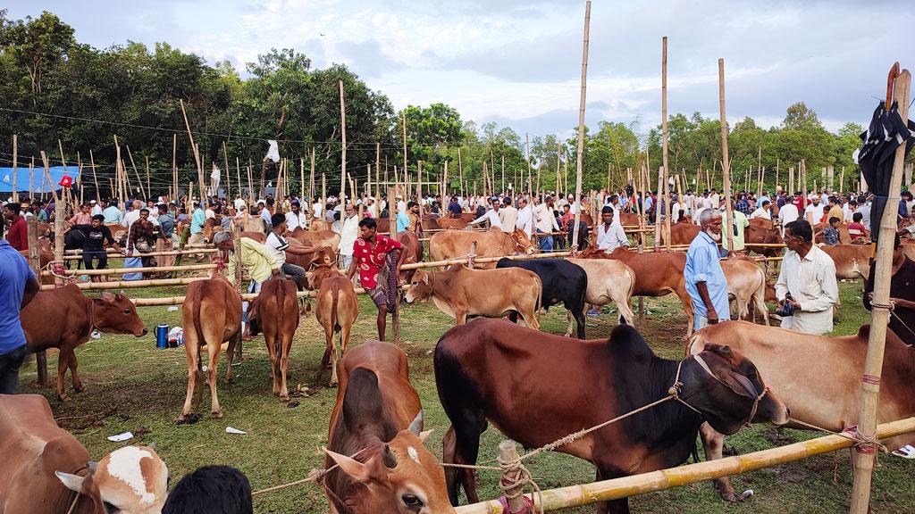 রাউজানে জমে উঠেছে কোরবানির হাট, দাম চড়া হওয়ায় দুশ্চিন্তায় ক্রেতা