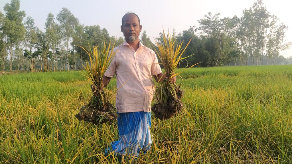 আমনখেতে ছাতরা পোকার আক্রমণ