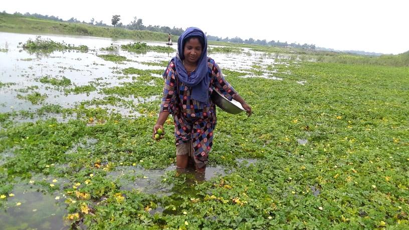 পানি বেড়ে তলিয়েছে ফসল