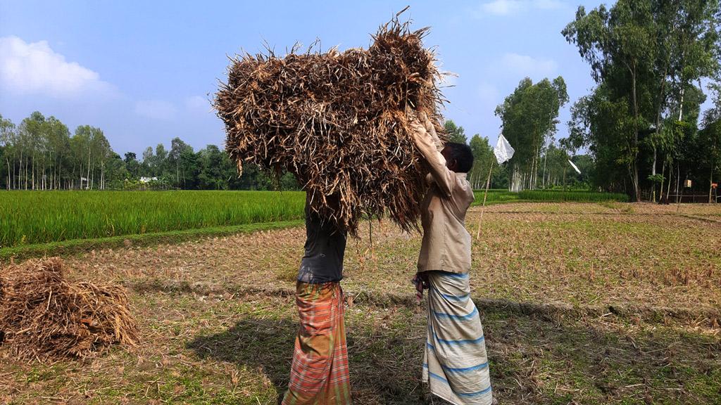 নাগেশ্বরীতে ‘মঙ্গা তাড়ানি’ ধানে কৃষকের মুখে হাসি