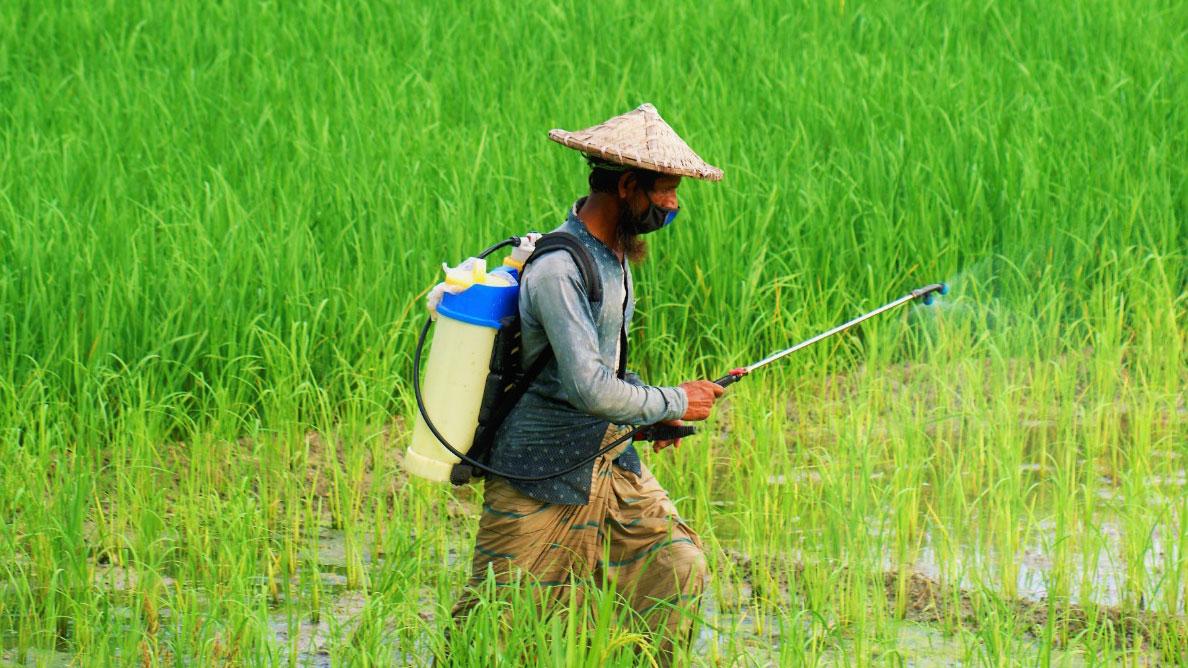 খরচ বেড়েছে দ্বিগুণ, অনাবৃষ্টিতে আমনের আবাদ নিয়ে দুশ্চিন্তায় কৃষক