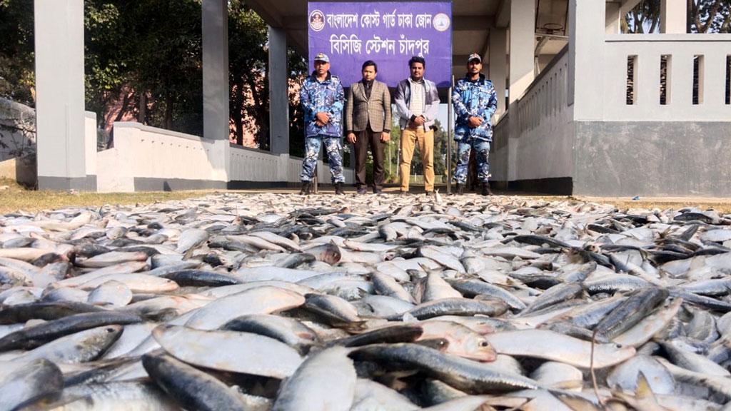 চাঁদপুরে ১৮৭ মণ জাটকা ইলিশ জব্দ, দুস্থদের মধ্যে বিতরণ