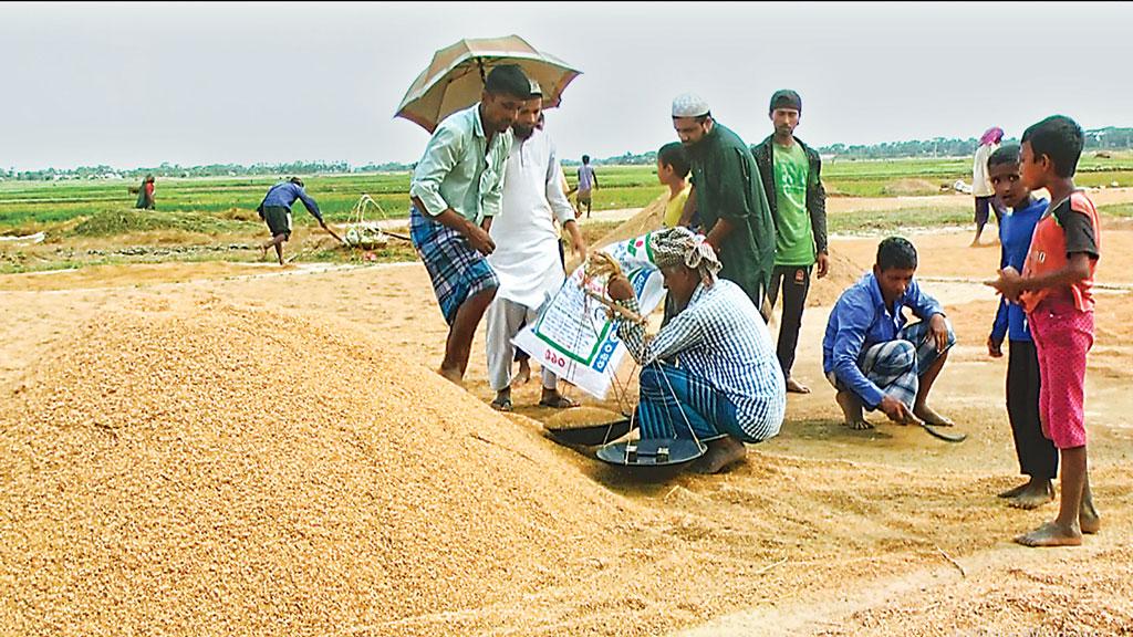 বোরো ফসলের হাসিতে হাসছে হাওরবাসী