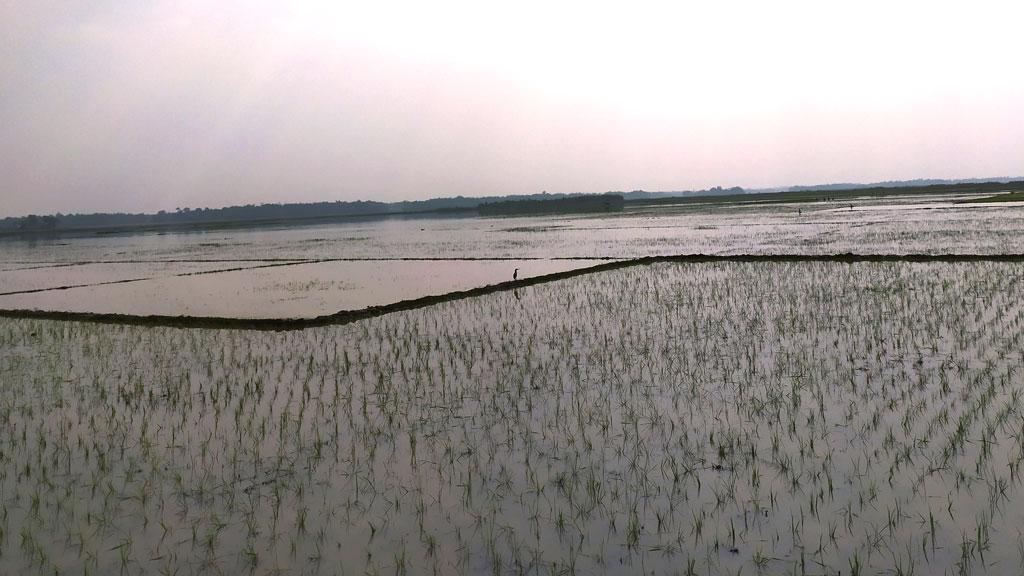 কোথাও খাঁ খাঁ কৃষিজমি কোথাও অথই পানি