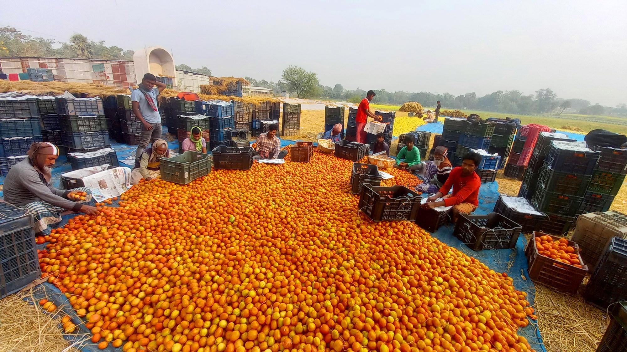 টমেটোর লাভে চাষির হাসি