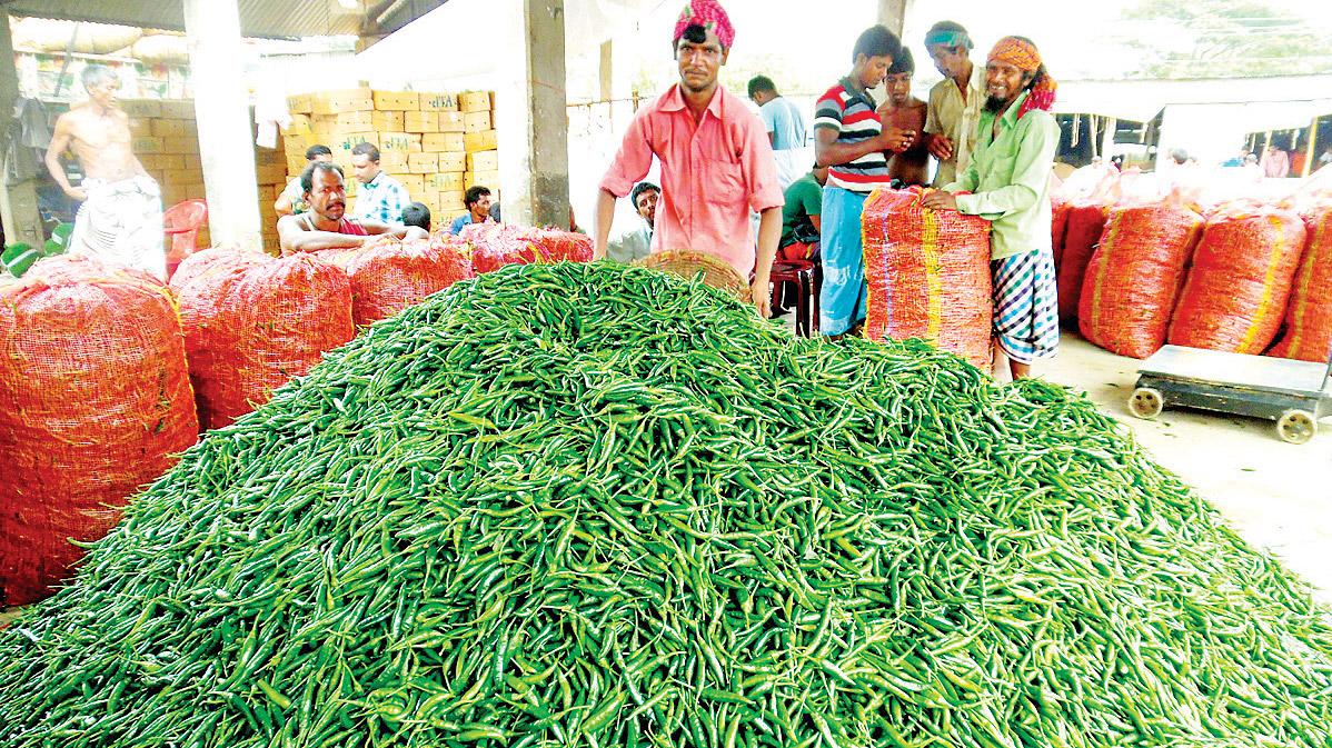 মরিচ চাষে ভাগ্যবদল কৃষকের