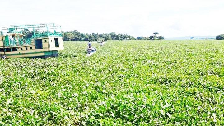 হ্রদের কচুরিপানায়  নাকাল লংগদু বাসী