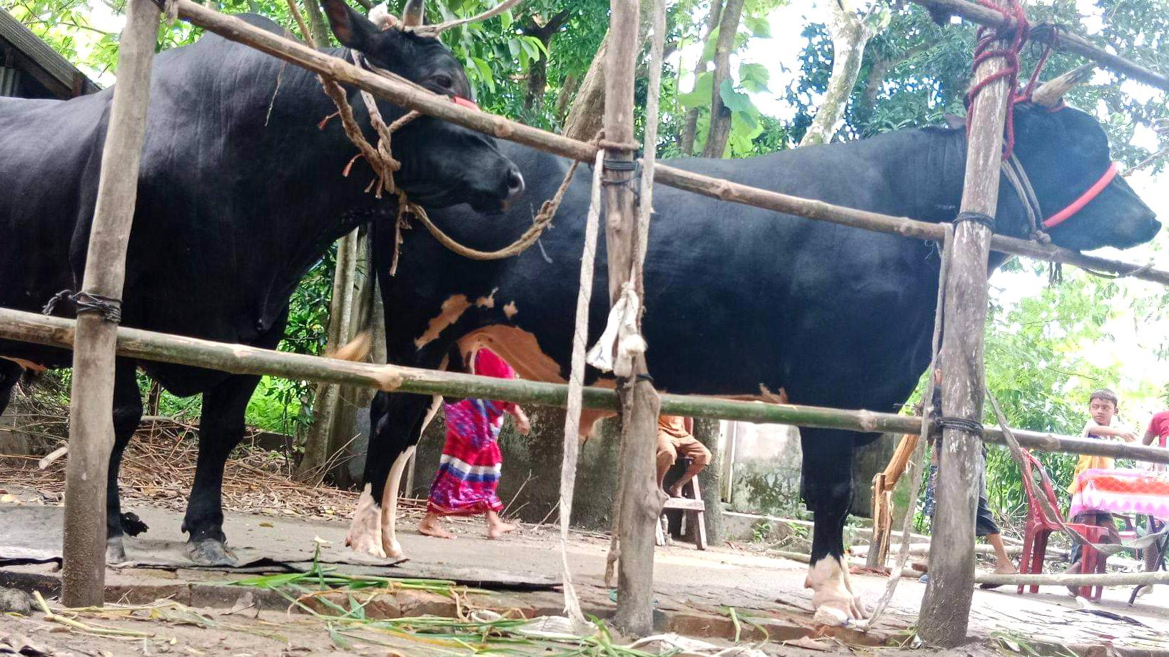 ফেনীতে নজর কাড়ছে ‘বস’ ও ‘বাদশা ’, চলছে দরদাম