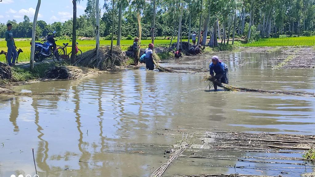 পাটের ভালো দামের আশা