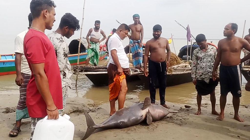 পদ্মায় জালে আটকা পড়ে মারা গেল শুশুক