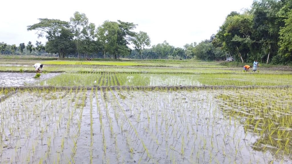 দাম বাড়ায় দুশ্চিন্তায় কৃষক