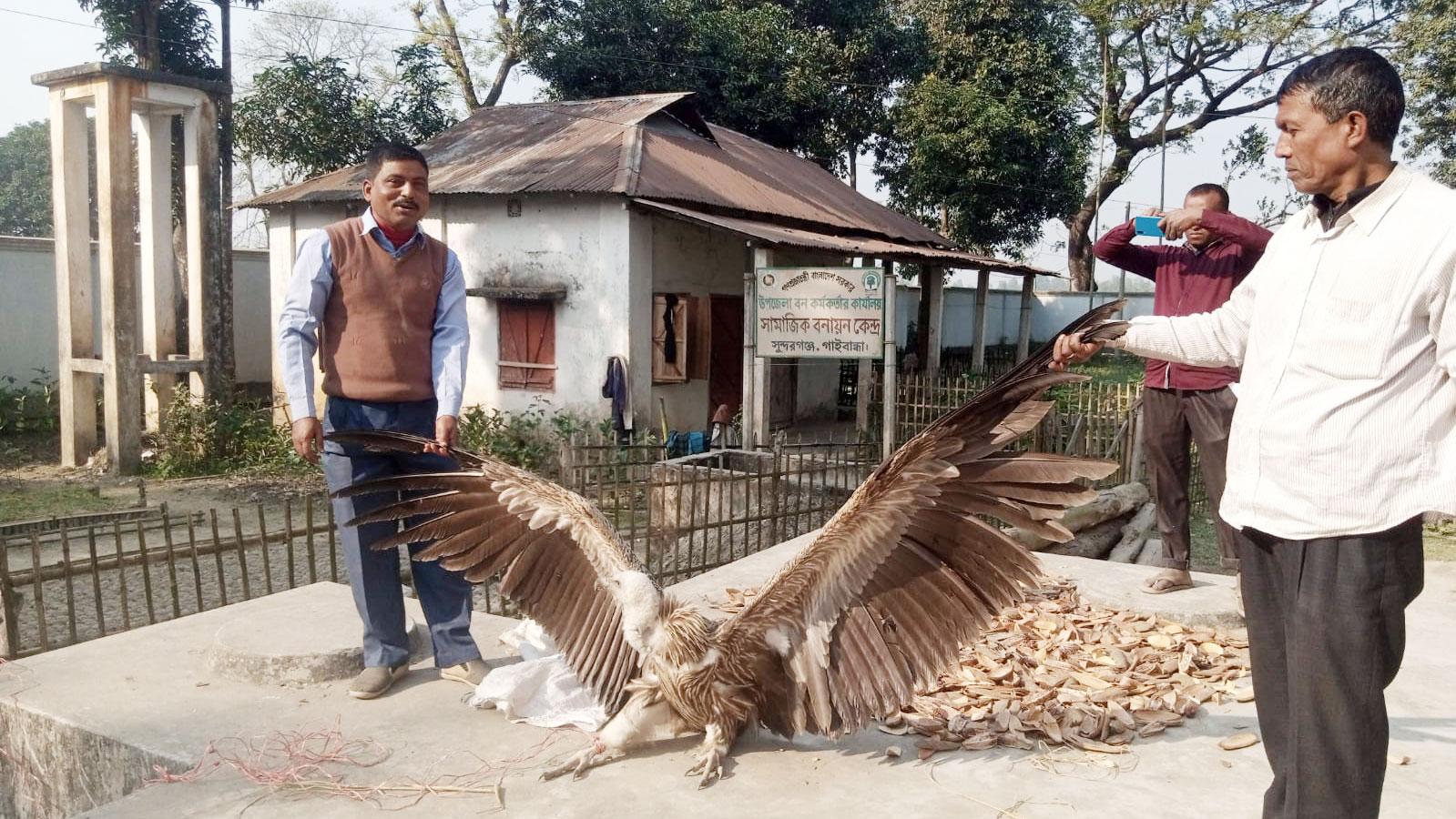 সুন্দরগঞ্জে হিমালয়ান গৃধিনী প্রজাতির শকুন উদ্ধার