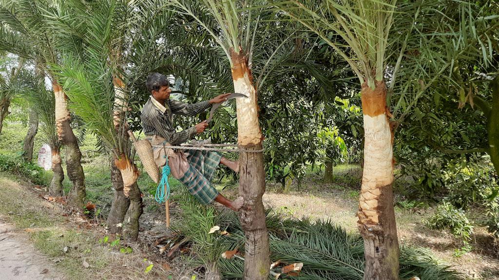 নিপাহ ভাইরাস ঠেকাতে খেজুরের কাঁচা রস এড়িয়ে চলার আহ্বান আইইডিসিআরের