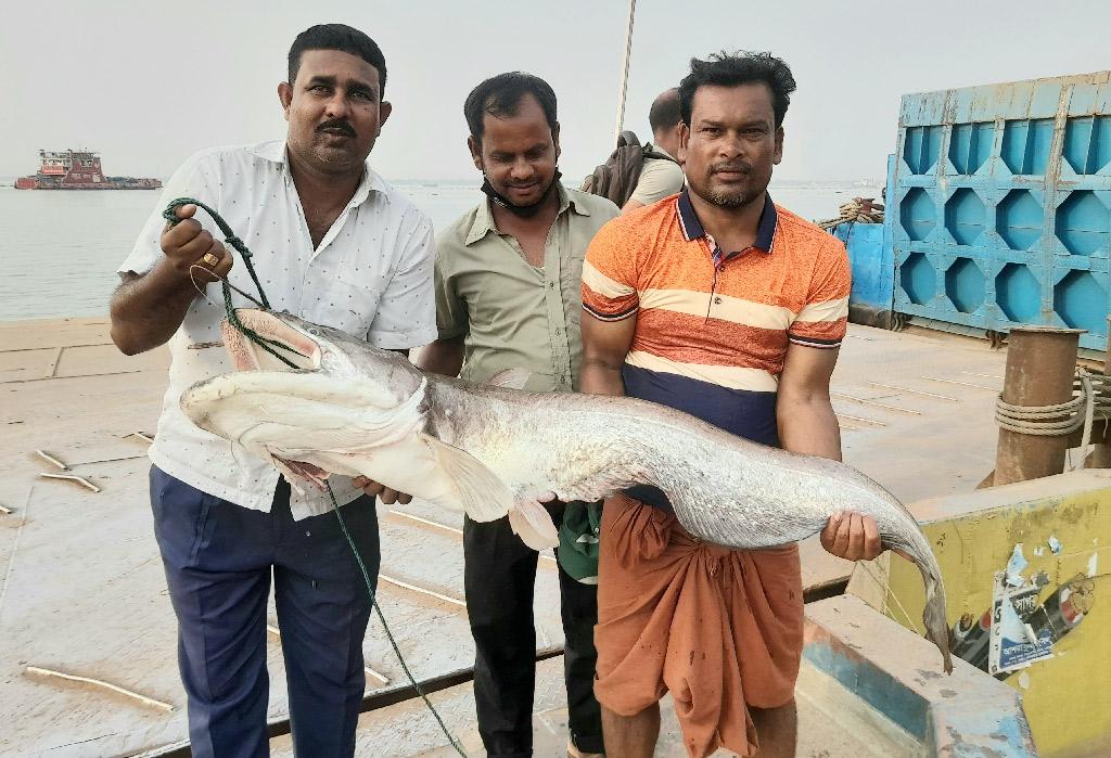 ১৯ কেজির বোয়াল বিক্রি হলো ৪০ হাজার টাকায়