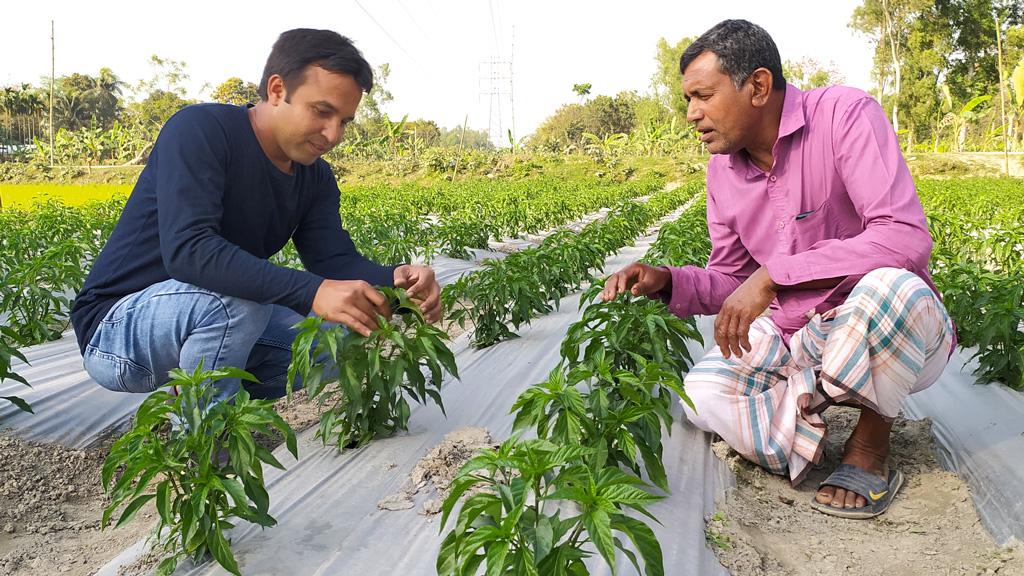 মালচিং পদ্ধতি জনপ্রিয় হচ্ছে বিষমুক্ত সবজি উৎপাদনে