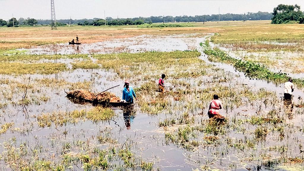 পানিতে ধান, কাটায় ভোগান্তি