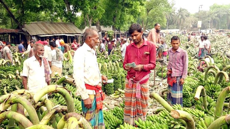 কুষ্টিয়ায় জমজমাট কলার হাট