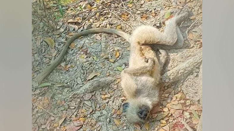 খাবারের খোঁজে এসে বিদ্যুতায়িত হয়ে প্রাণ গেল হনুমানের