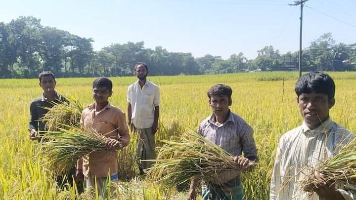 আমনের বাম্পার ফলনে খুশি চাষি