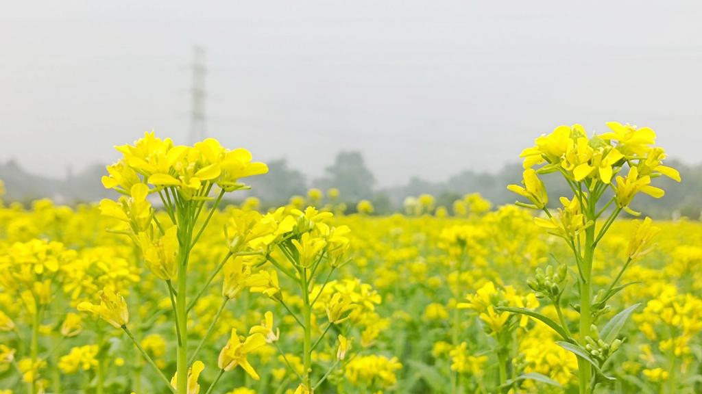 একলাফে ৪০ শতাংশ বেড়ে এবার সরিষার ফলন সাড়ে ১১ লাখ টন