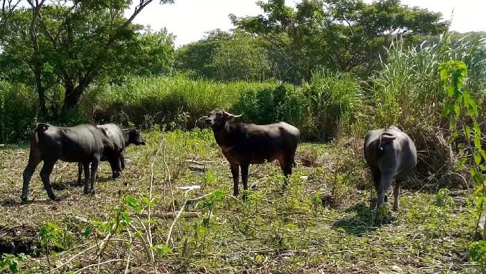 মহিষ বিচরণে সুন্দরবনের ক্ষতি