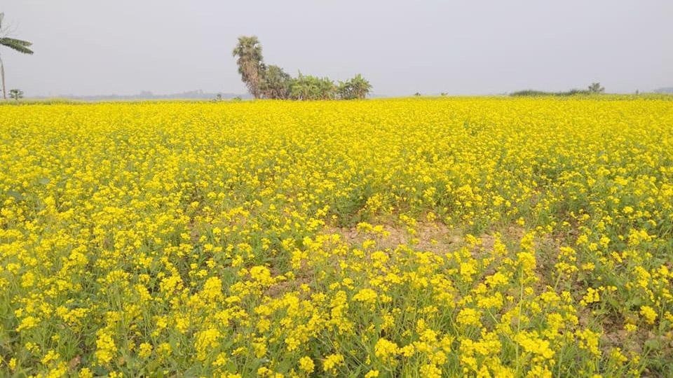 মাঠে সবুজ-হলুদের মিতালি