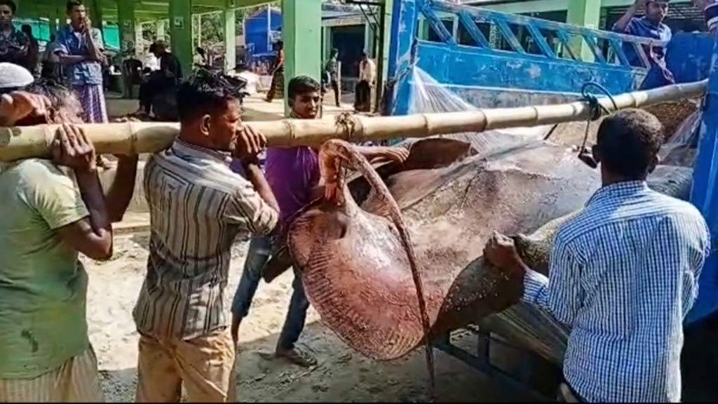 জেলের জালে ধরা পড়ল ১০ মণ ওজনের মাছ