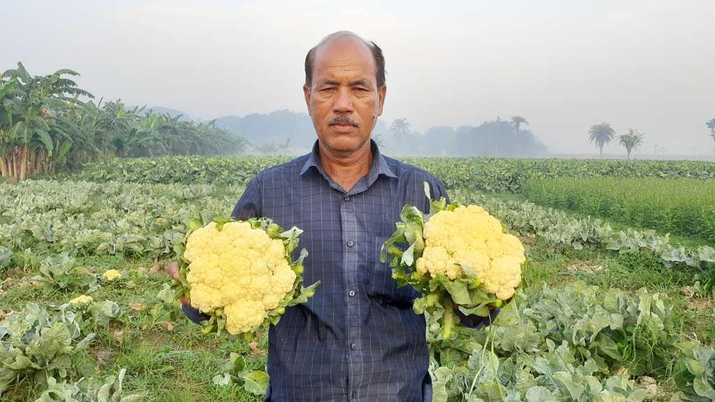 অসময়ের ফুলকপি চাষে লাভবান আলী হোসেন