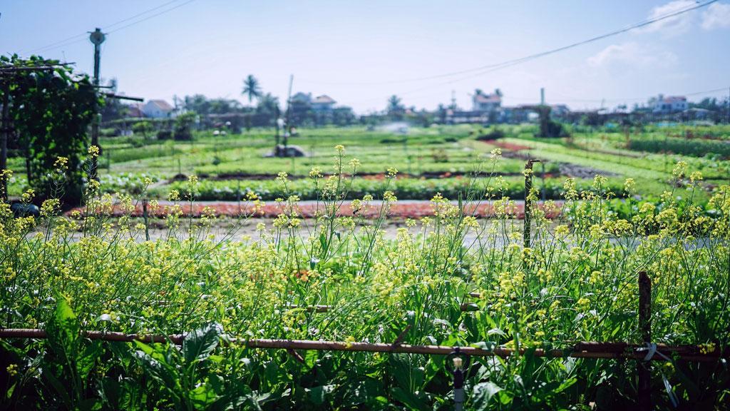 খরগোশের মাংস