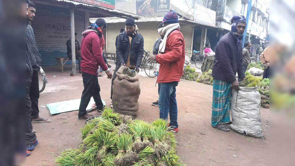 বোরো ধানের চারা বিক্রি র ধুম