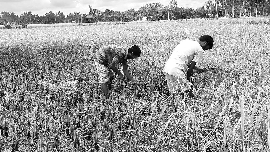 ধান নিয়ে দুশ্চিন্তায় কৃষক