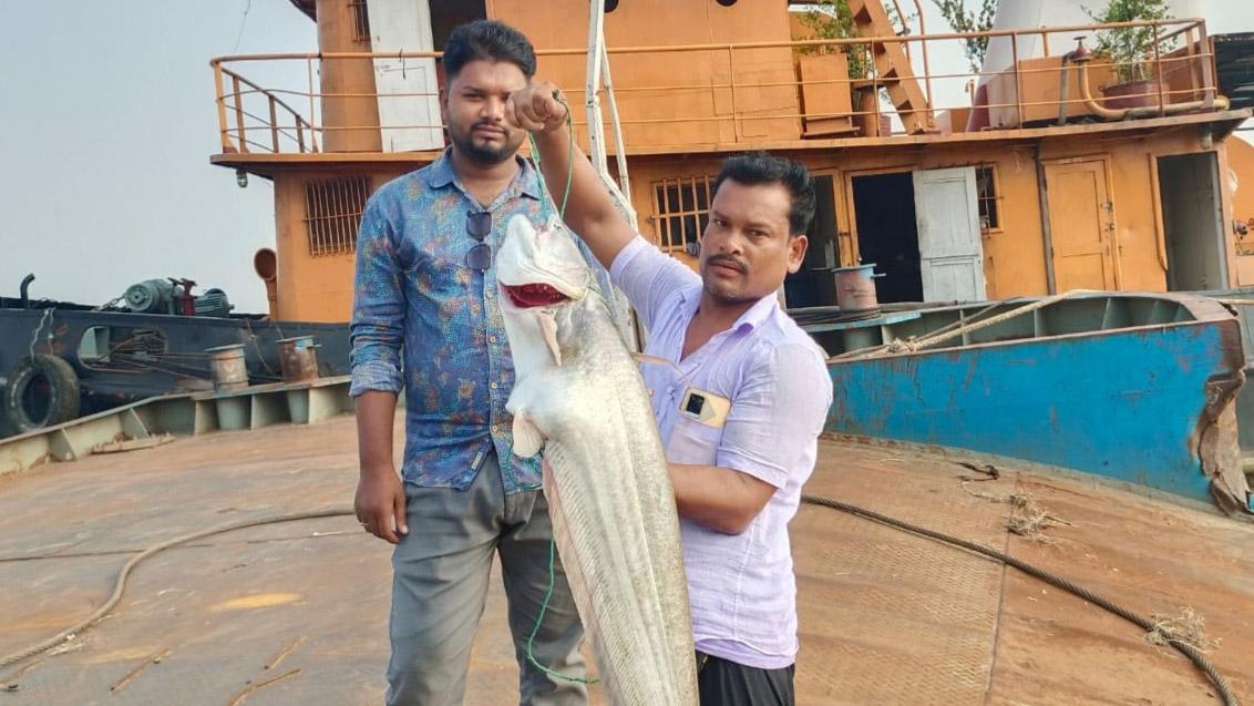 পদ্মা নদীতে জেলের জালে ধরা পড়েছে ১৩ কেজির বোয়াল 