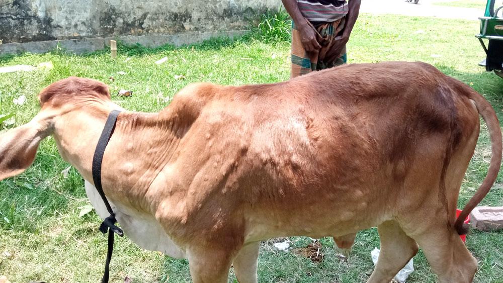 ফুলবাড়ীতে লাম্পি স্কিন ডিজিজে প্রায় ৩২ গরুর মৃত্যু, আতঙ্কে খামারিরা