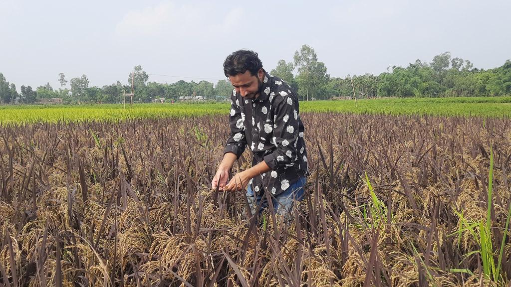 পরীক্ষামূলক ব্ল্যাক রাইস চাষে সফল তরুণ