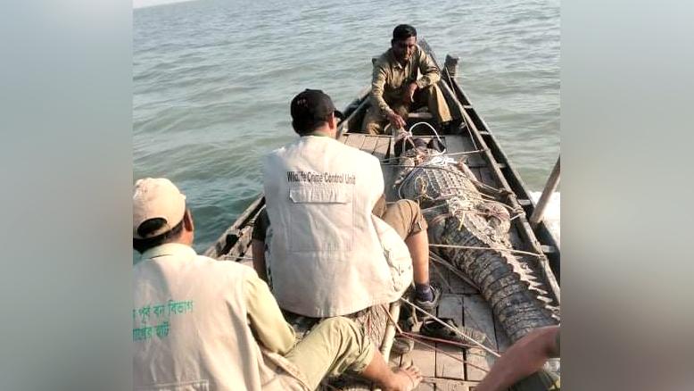 জেলের জালে কুমির ধরা, সুন্দরবনে অবমুক্ত