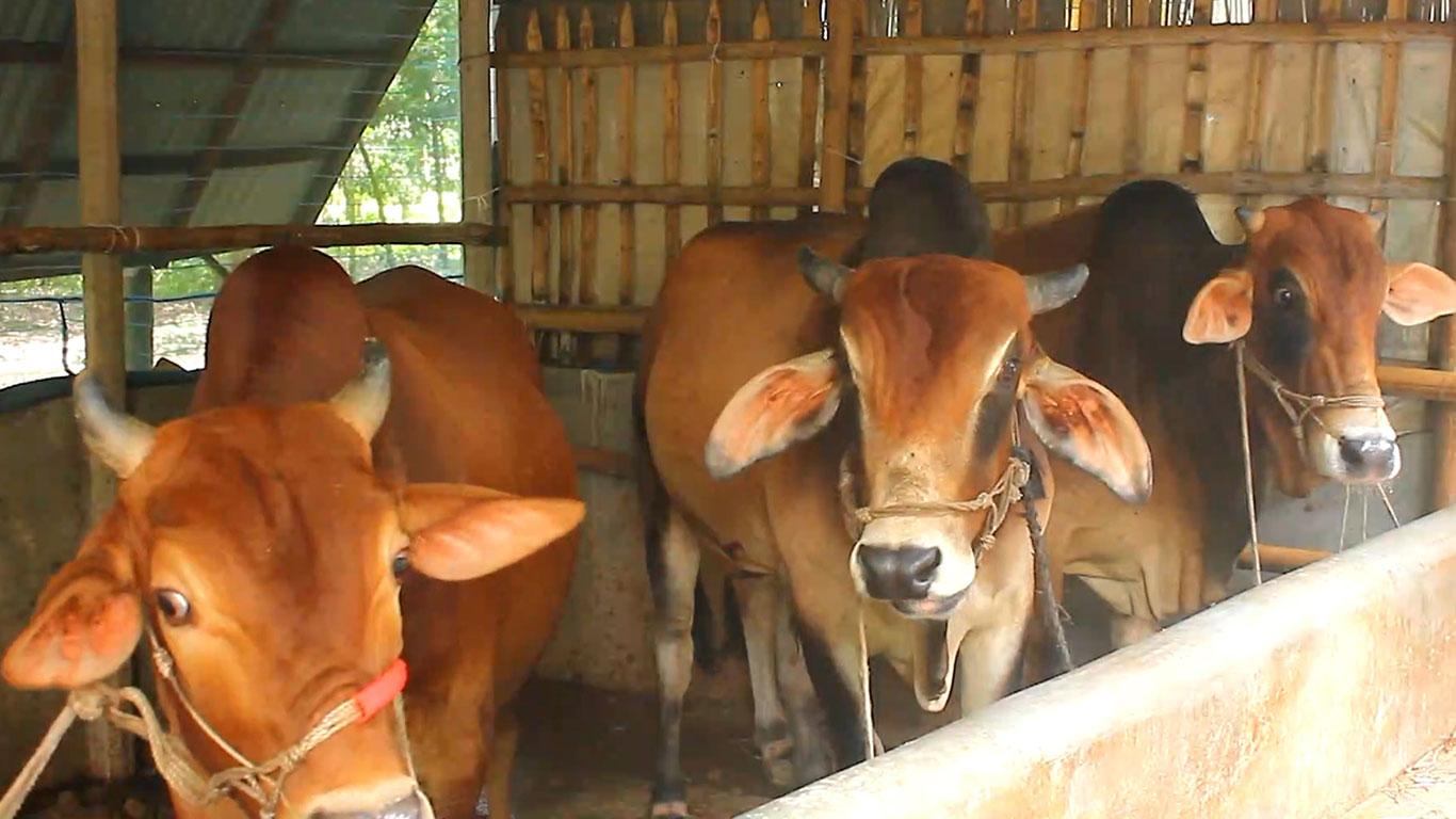 অবিক্রীত পশু নিয়ে চরম বিপাকে পাবনার খামারি-ব্যবসায়ী