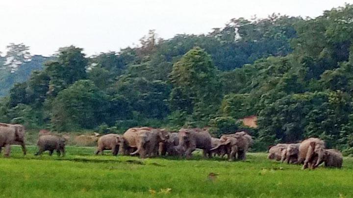 শ্রীবরদীতে বন্য হাতির আক্রমণে এক কৃষক নিহত