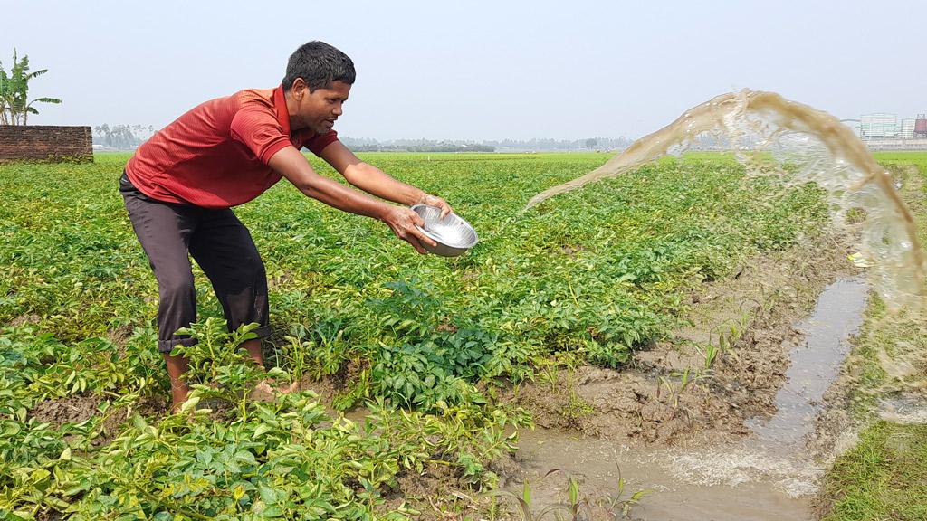 আলুখেতে পানি, বিপাকে নীলফামারীর চাষিরা