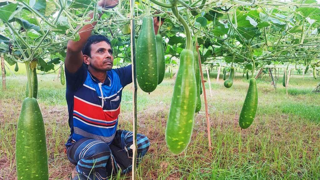 বিষমুক্ত লাউ চাষে সফল ইলিয়াস মোল্যা