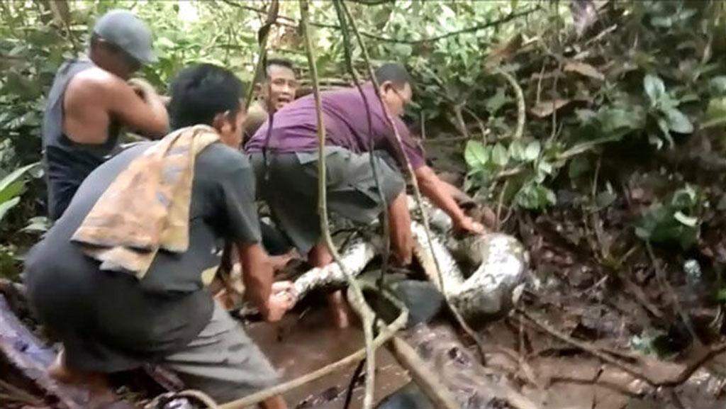 সন্তানের জন্য ওষুধ কিনতে বের হওয়া নারীকে গিলে খেল অজগর 