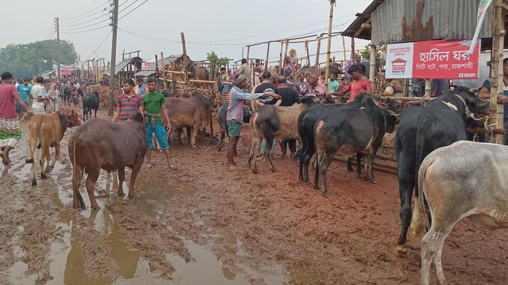 দুই দফা বৃষ্টিতে রাজশাহীতে কমল গরুর দাম